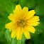 Singapore daisy, creeping ox-eye