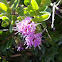 Purple Hebe