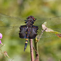 Black Saddlebags dragonfly (male)