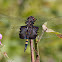 Black Saddlebags dragonfly (male)