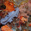 Flatworm