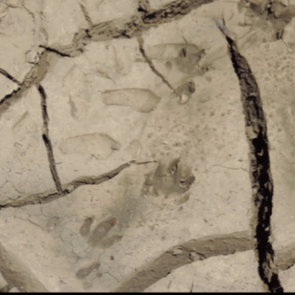 Armadillo tracks Project Noah