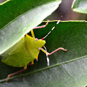 Chinche Verde