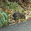 Southern Brown Bandicoot/Quenda