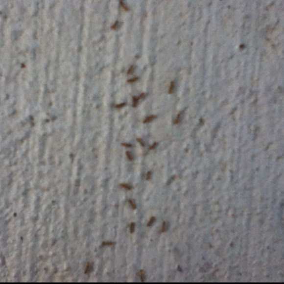 Spotting Image 1