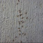 Red Ants