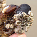 Muscles and barnacles
