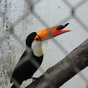Toco Toucan