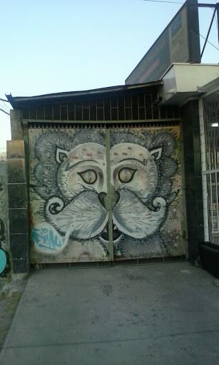 Mr Cat Graffo Sta Rosa