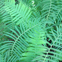 Swamp Fern