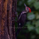 Pilated Woodpecker