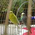Aves del Eje Cafetero y Región Andina