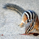Least Chipmunk