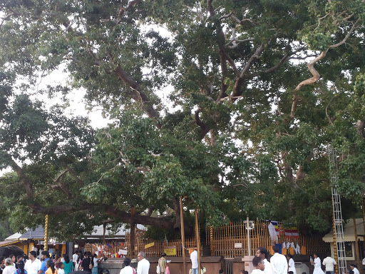Bo Tree Kataragama Devalaya