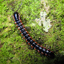 Unidentified Diplopods