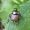 Bettle