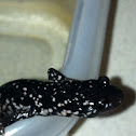Slimy salamander