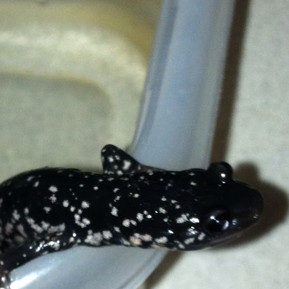 Spotting Image 1