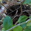 Common Camellia