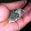 Sparrow