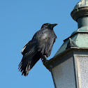 Carrion Crow / Rabenkrähe