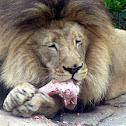 African Lions