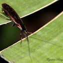 American Cockroach
