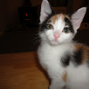 Kitten