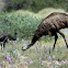 Emu