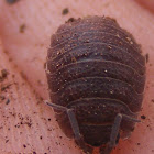 roly poly