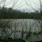 Canadian geese
