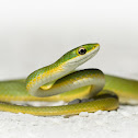 Rough green snake