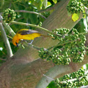 Orange Oriole
