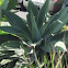Agave