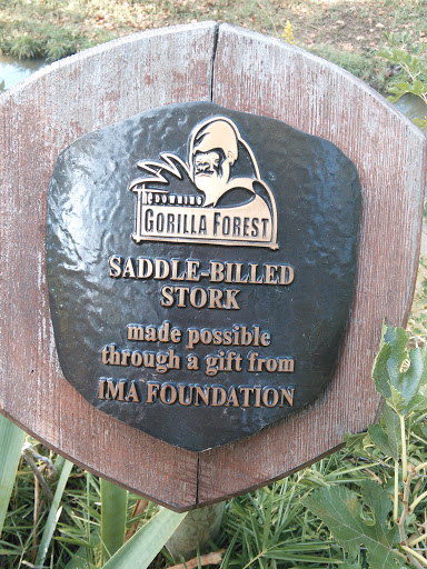 SCZ Saddle Billed Stork in Gorilla Forest