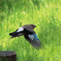 Eurasian Jay / Eichelhäher