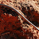 Common Big-eyed Snake