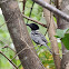 Black-crested Antshrike