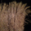 Miscanthus
