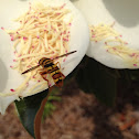 Yellowjacket Hover Fly