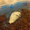 Hermit crab