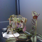 Wandering jew
