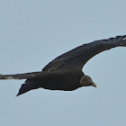 Black Vulture