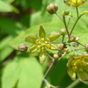 Blue Cohosh