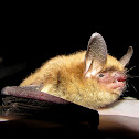Northern Myotis
