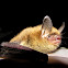Northern Myotis