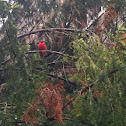 Northern Cardinal