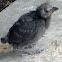 Common Grackle (juv.)