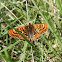 Knapweed Fritillary