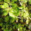 Snake/Scented Liverwort